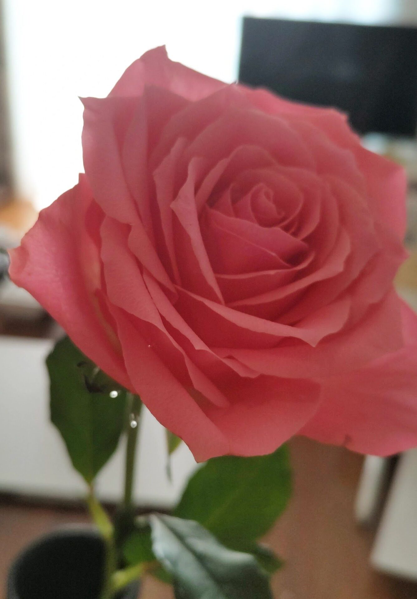 オレンジキイロ